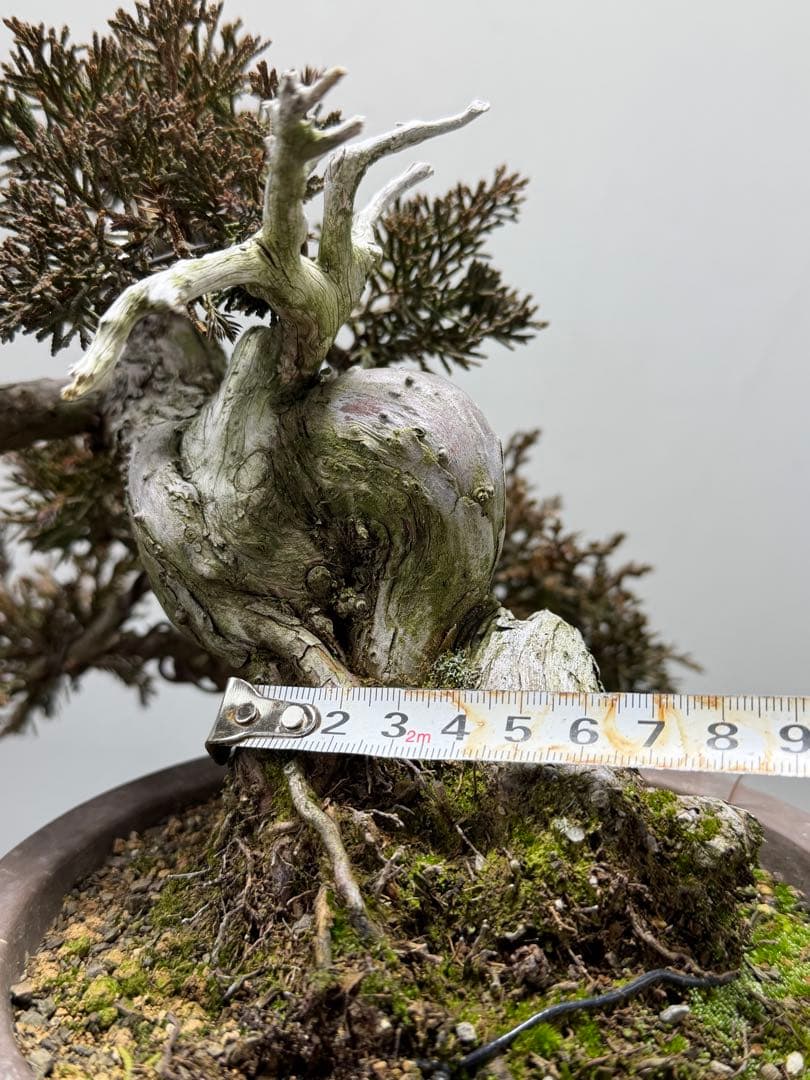 【ガチ盆栽】真柏　シャリ幹　天ジン