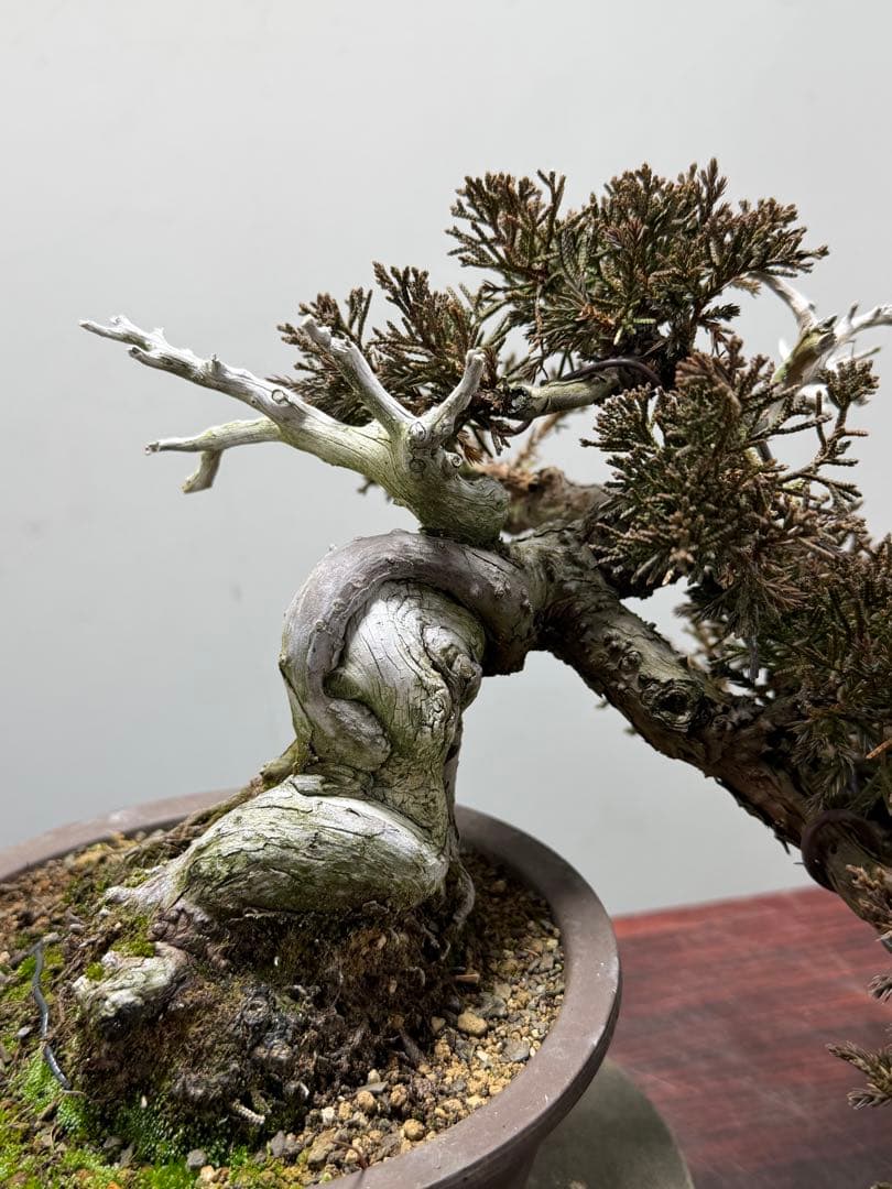 【ガチ盆栽】真柏　シャリ幹　天ジン