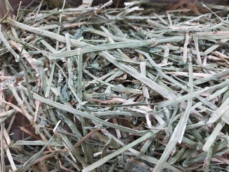 【6/15まで】 カナダ産 チモシー 50kg スーパープレミアム １番刈り