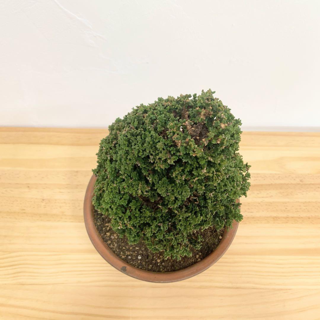 石化桧　小品盆栽　素焼鉢6号