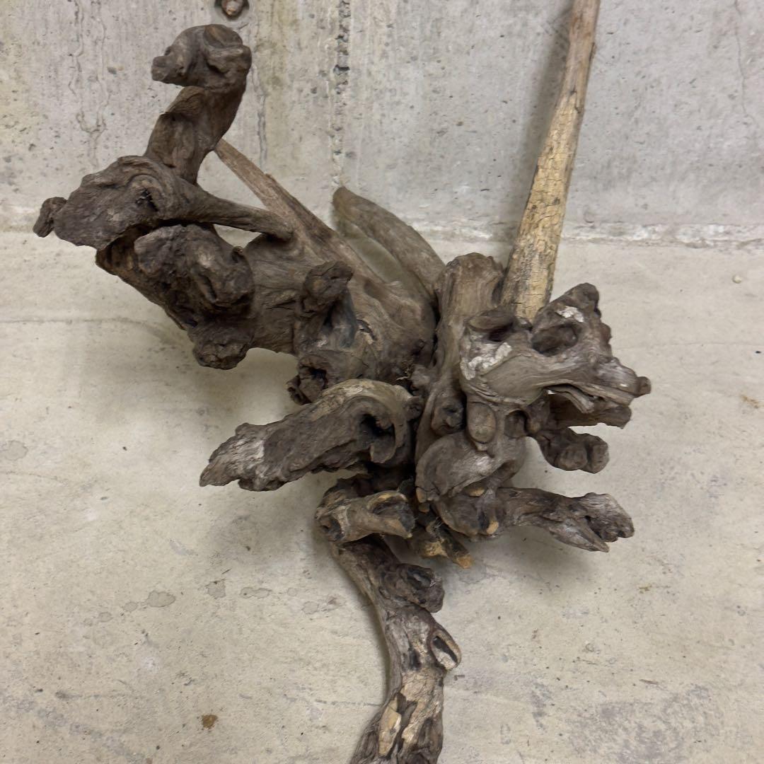 ADA ホーンウッド　流木　アクアリウム　テラリウム