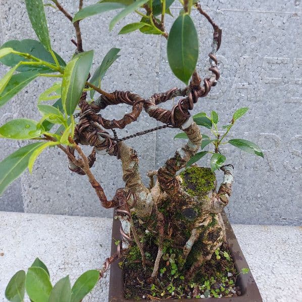 亜熱帯の樹木　奄美のガジュマル　④　幹塊