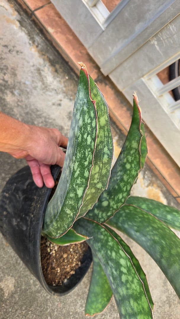 希少品種　サンセベリアドラゴンキング