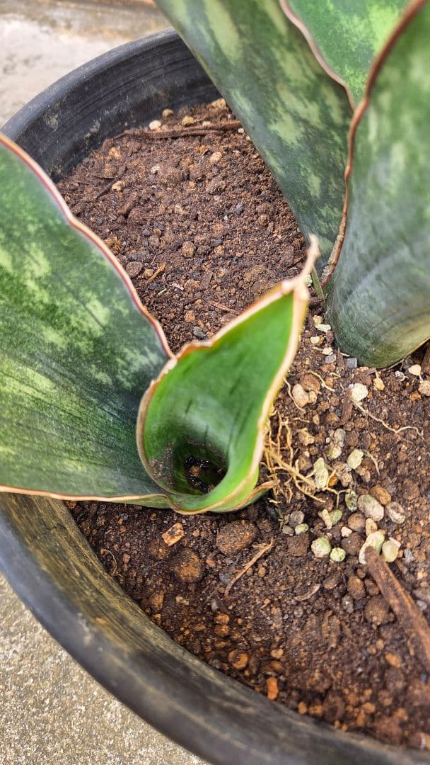 希少品種　サンセベリアドラゴンキング