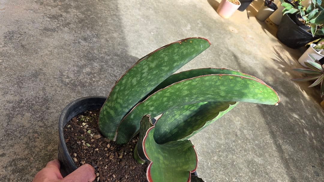 希少品種　サンセベリアドラゴンキング