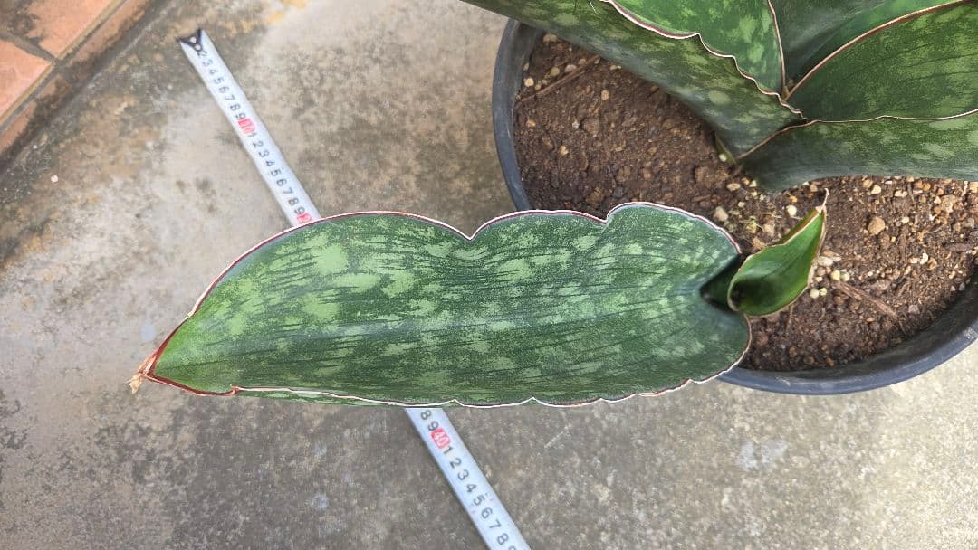 希少品種　サンセベリアドラゴンキング