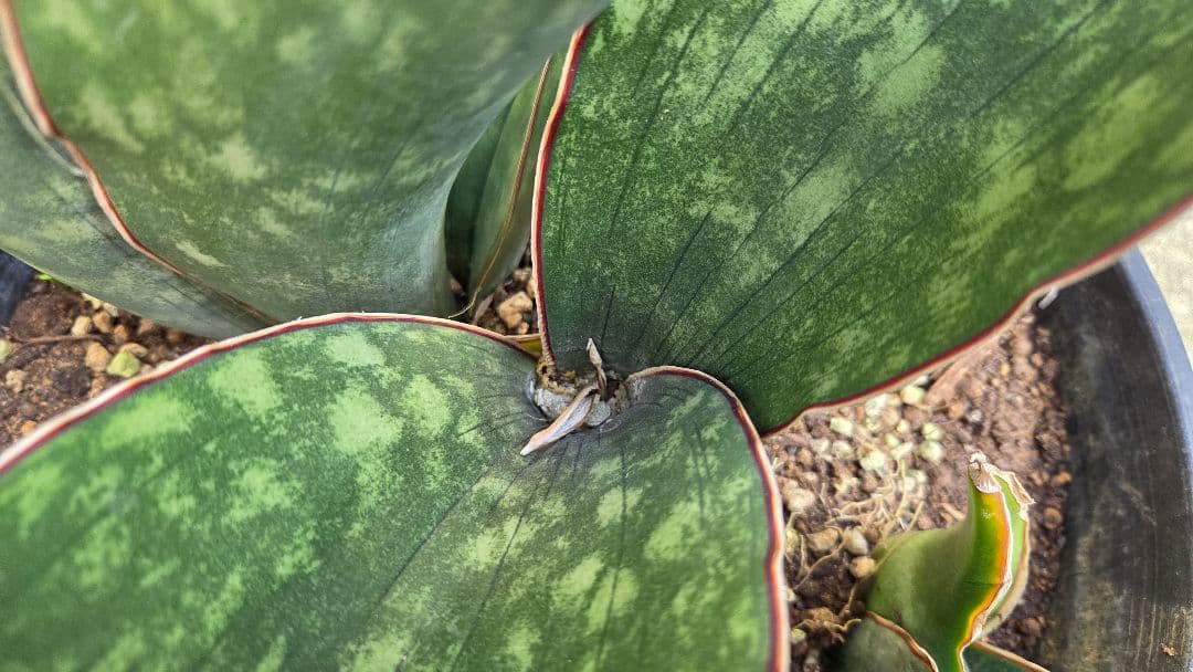 希少品種　サンセベリアドラゴンキング