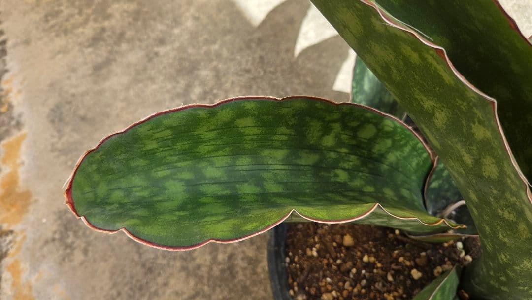 希少品種　サンセベリアドラゴンキング