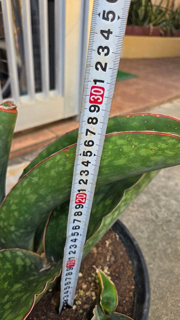 希少品種　サンセベリアドラゴンキング