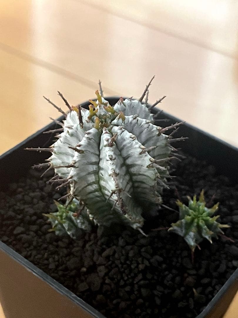 12/28まで出品 ユーフォルビアホリダ 宇田ゼブラ×関上No.1ゼブラホリダ