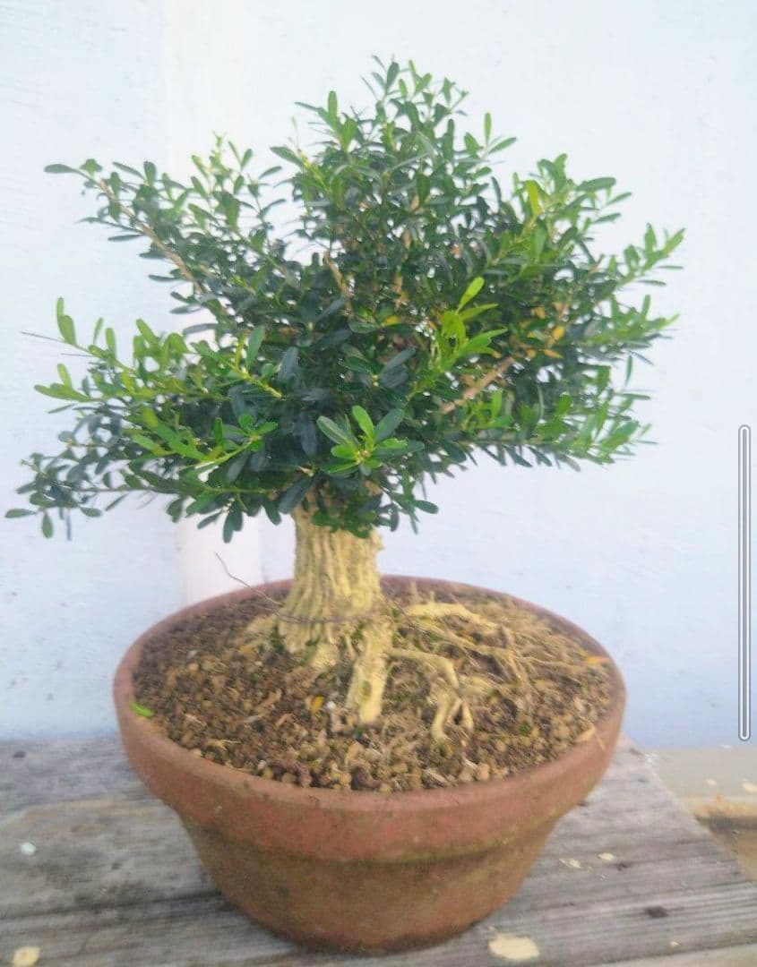 沖縄産　タイワンツゲ盆栽