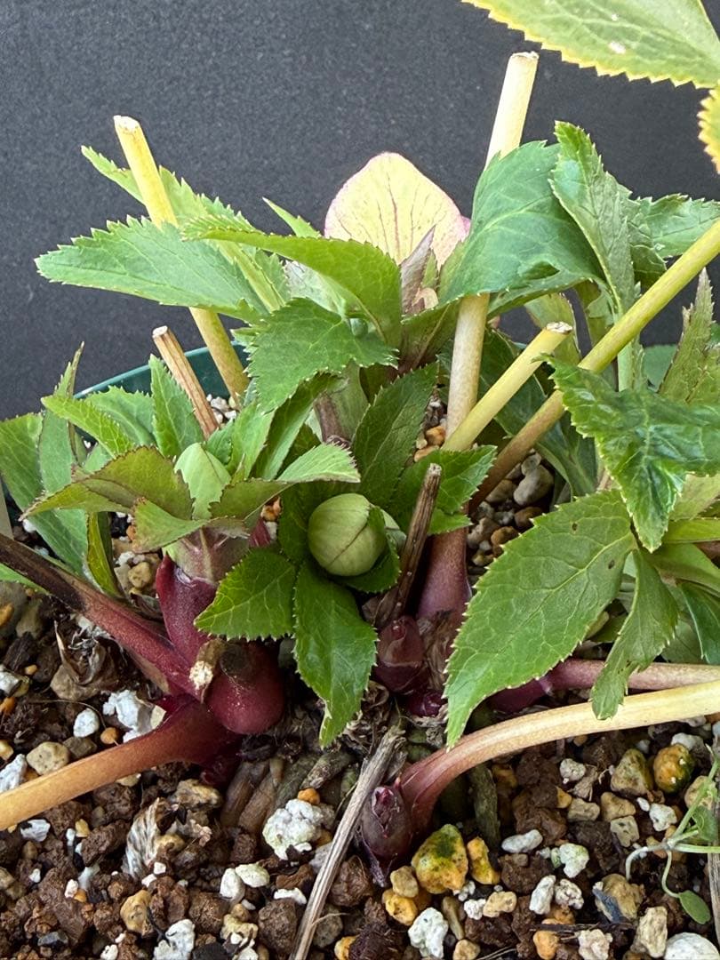 ま*い様 クリスマスローズ 開花株 sdムルチオーレア 充実株 大木ナーセリー