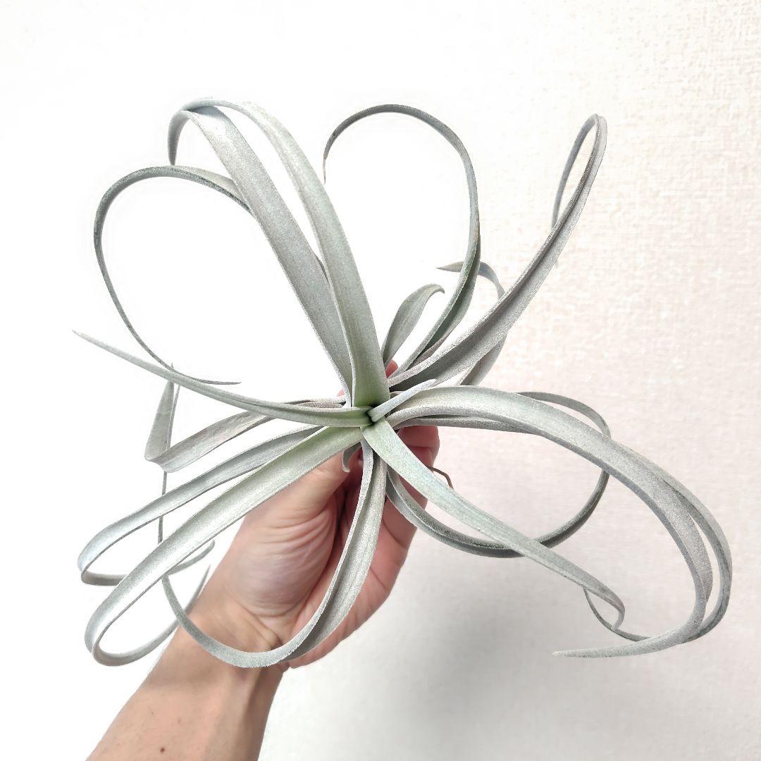 チランジア チアペンシス ジャイアント