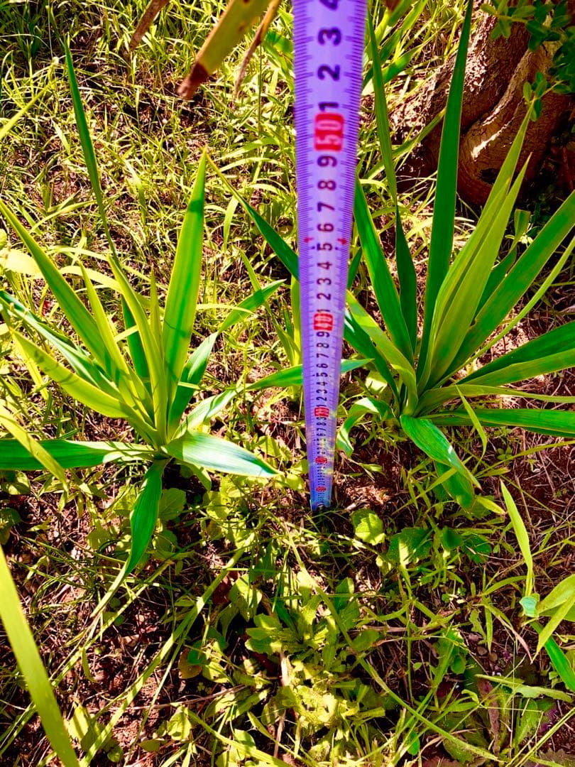 完売　　野生化して大変丈夫な【ユッカ グロリオサ/アツバキミガヨラン】