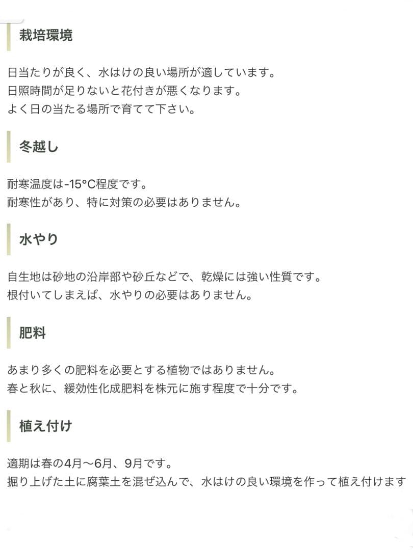 完売　　野生化して大変丈夫な【ユッカ グロリオサ/アツバキミガヨラン】