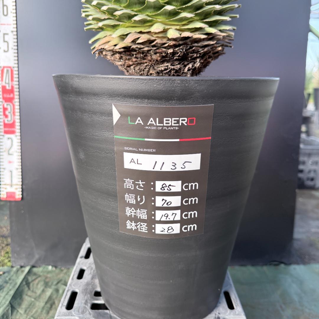 【AL1135】ユッカ　ロストラータ　超超美形　シルバーブルー個体　感動個体