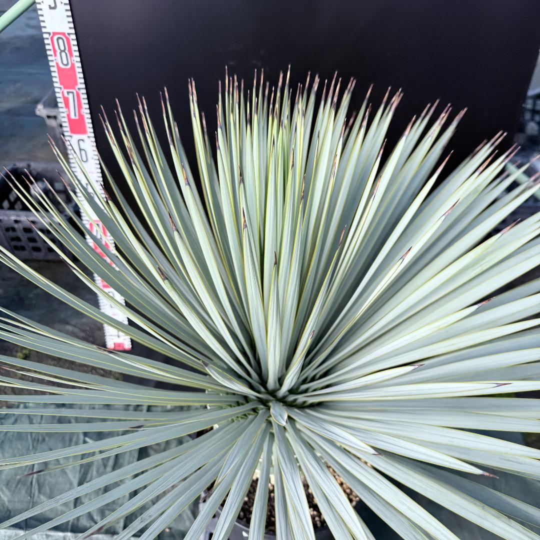 【AL1135】ユッカ　ロストラータ　超超美形　シルバーブルー個体　感動個体