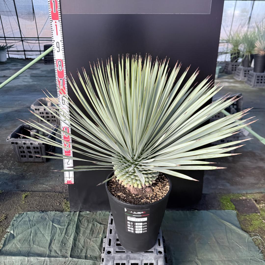【AL1135】ユッカ　ロストラータ　超超美形　シルバーブルー個体　感動個体