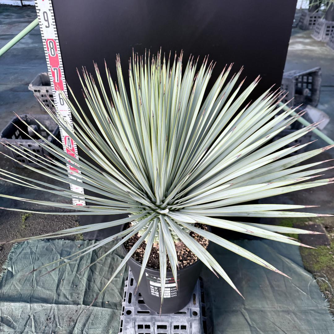 【AL1135】ユッカ　ロストラータ　超超美形　シルバーブルー個体　感動個体