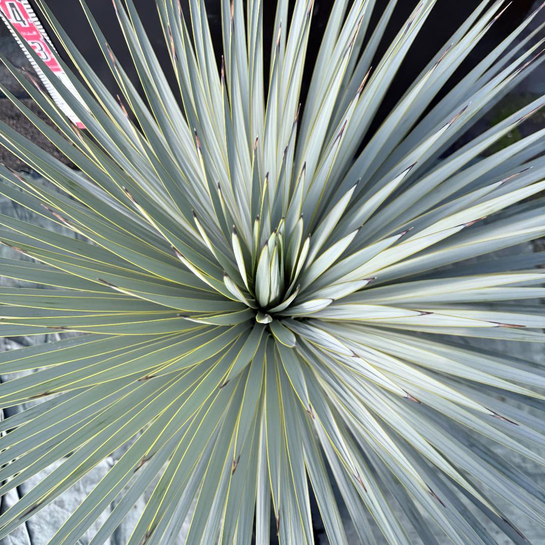 【AL1135】ユッカ　ロストラータ　超超美形　シルバーブルー個体　感動個体