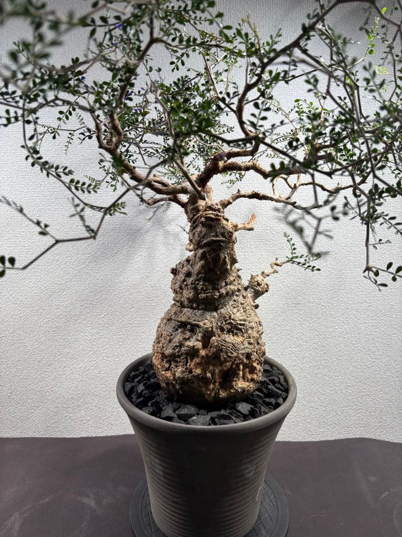 【土日価格】Operculicarya pachypusオペルクリカリアパキプス