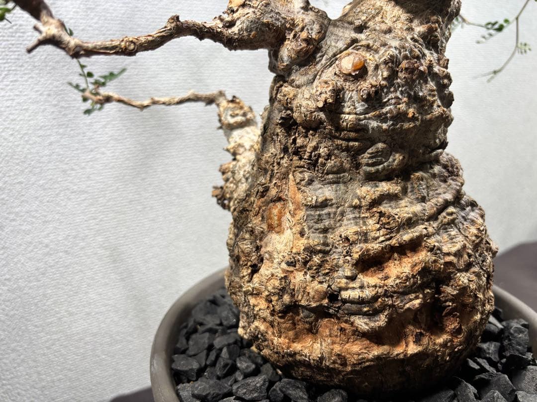 【土日価格】Operculicarya pachypusオペルクリカリアパキプス