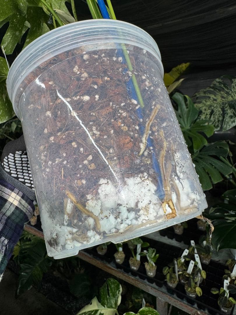 V*k様 モンステラ　タイコンステレーション　スターライト