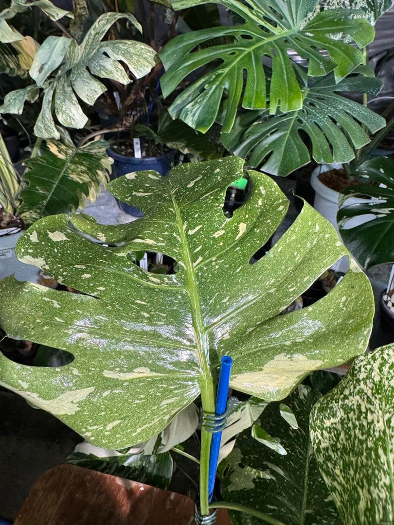 V*k様 モンステラ　タイコンステレーション　スターライト