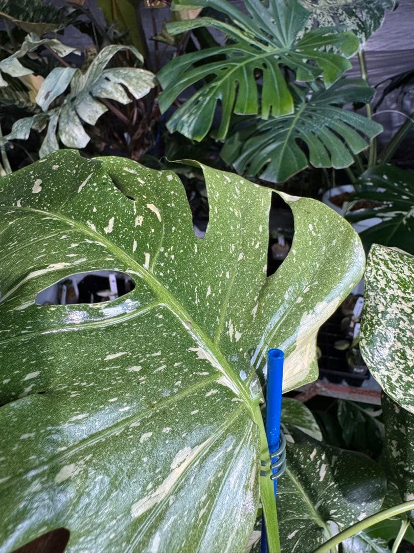 V*k様 モンステラ　タイコンステレーション　スターライト