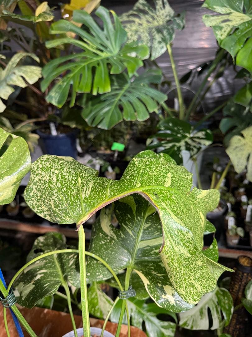 V*k様 モンステラ　タイコンステレーション　スターライト