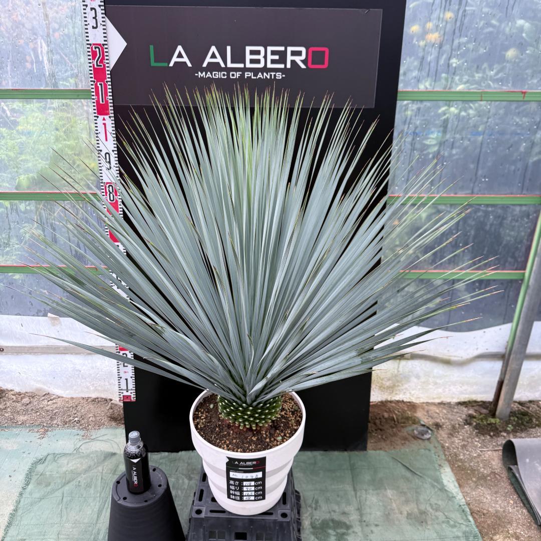 【AL1048】ユッカ　ロストラータ　ランチョブルー　数量限定販売