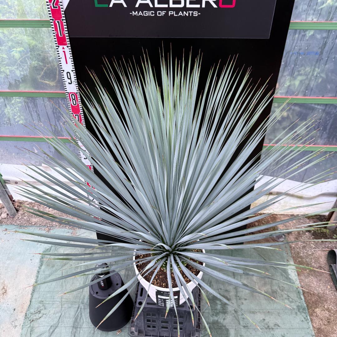 【AL1048】ユッカ　ロストラータ　ランチョブルー　数量限定販売