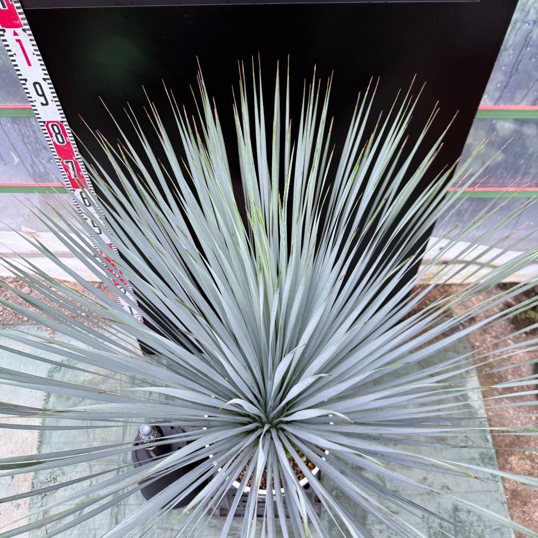 【AL1048】ユッカ　ロストラータ　ランチョブルー　数量限定販売