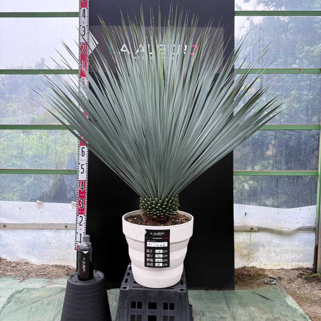 【AL1048】ユッカ　ロストラータ　ランチョブルー　数量限定販売