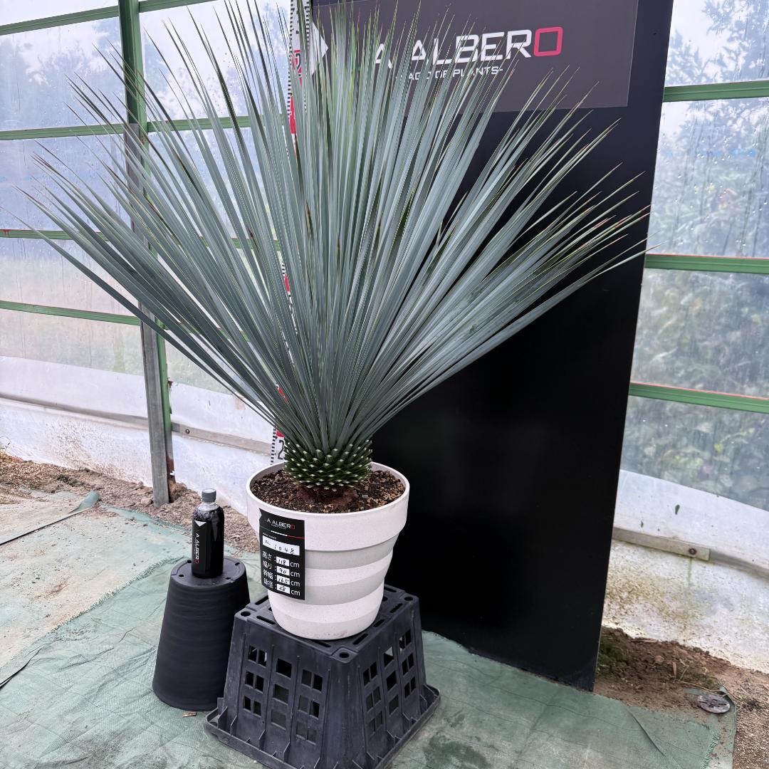 【AL1048】ユッカ　ロストラータ　ランチョブルー　数量限定販売