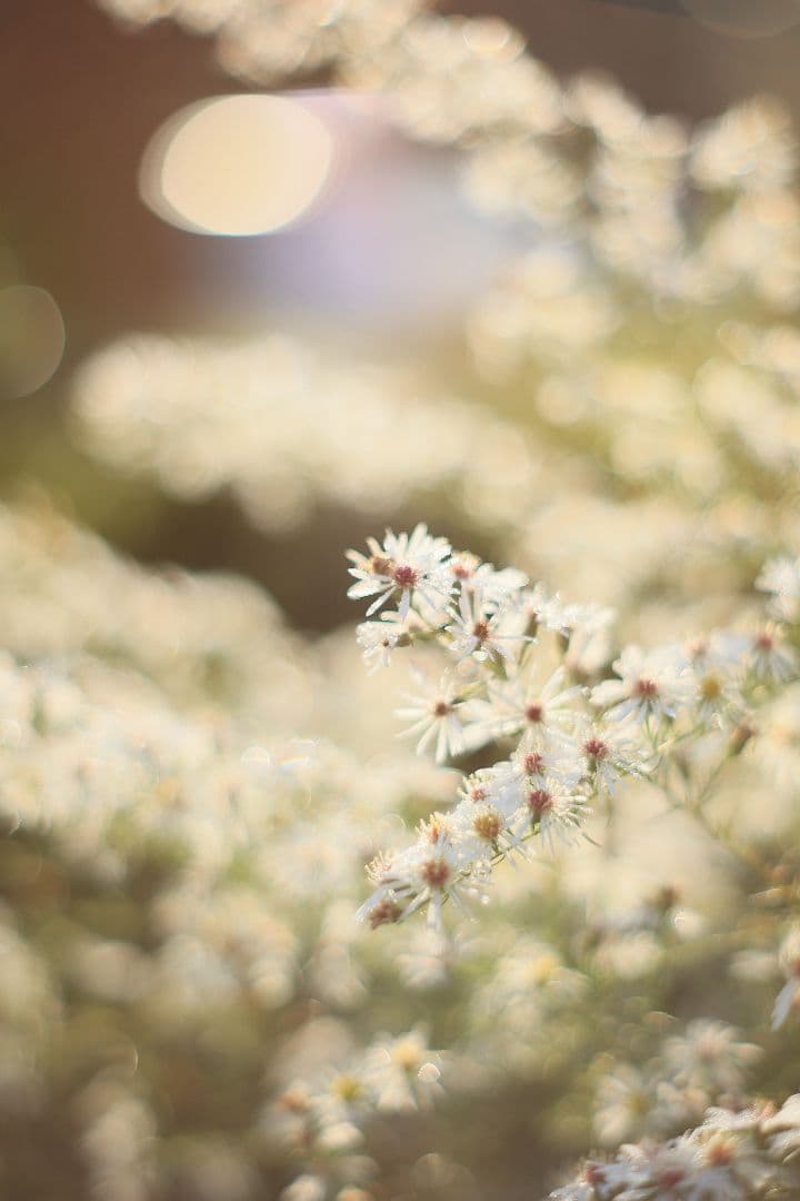 Super-Takumar 55mm F1.8 後期型 S/N：2221255