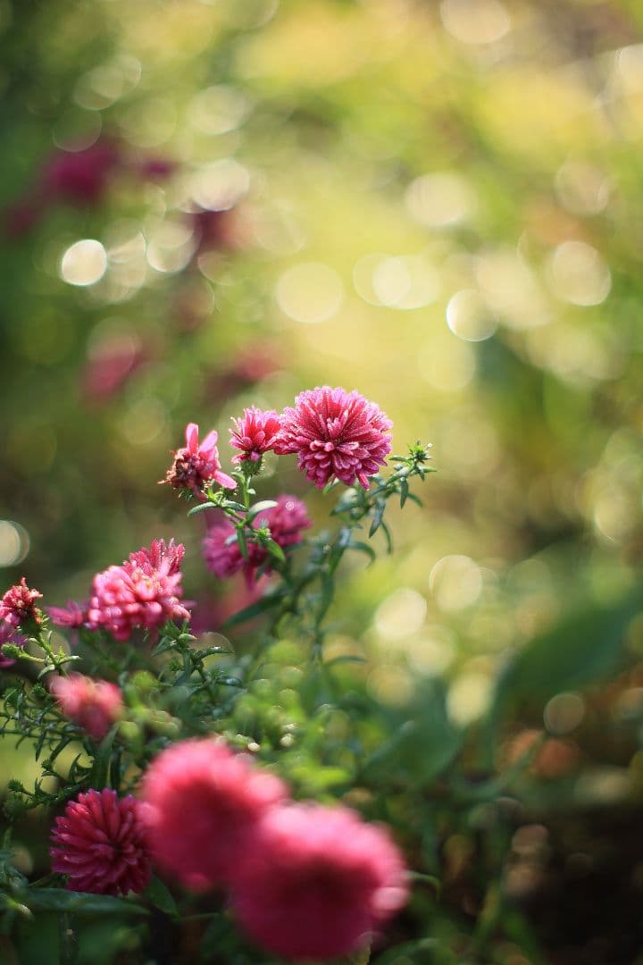 Super-Takumar 55mm F1.8 後期型 S/N：2221255