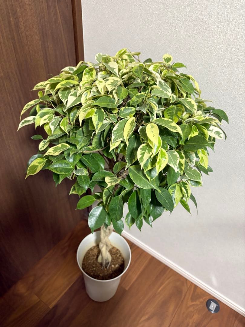 フィカス　ベンジャミン　ゴールデンプリンセス