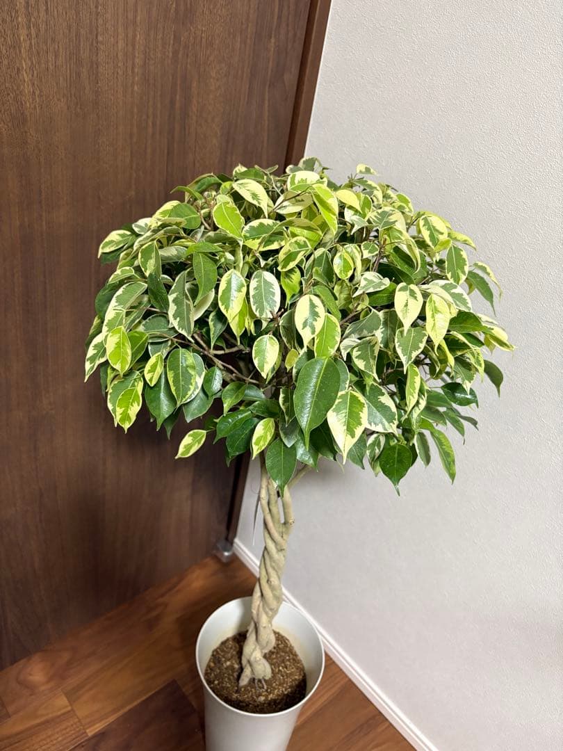 フィカス　ベンジャミン　ゴールデンプリンセス