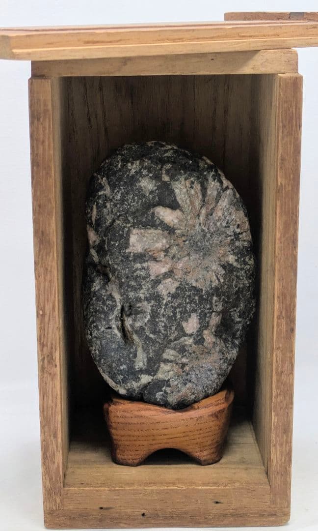 菊花石　ピンク主体の花　根尾 小林宗閑箱書き　鑑賞石 水石 　木製台座　文化財級