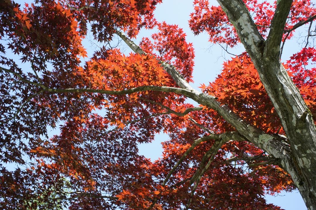 作例付き　OLYMPUS AUTO W 28mm F3.5 管mpr