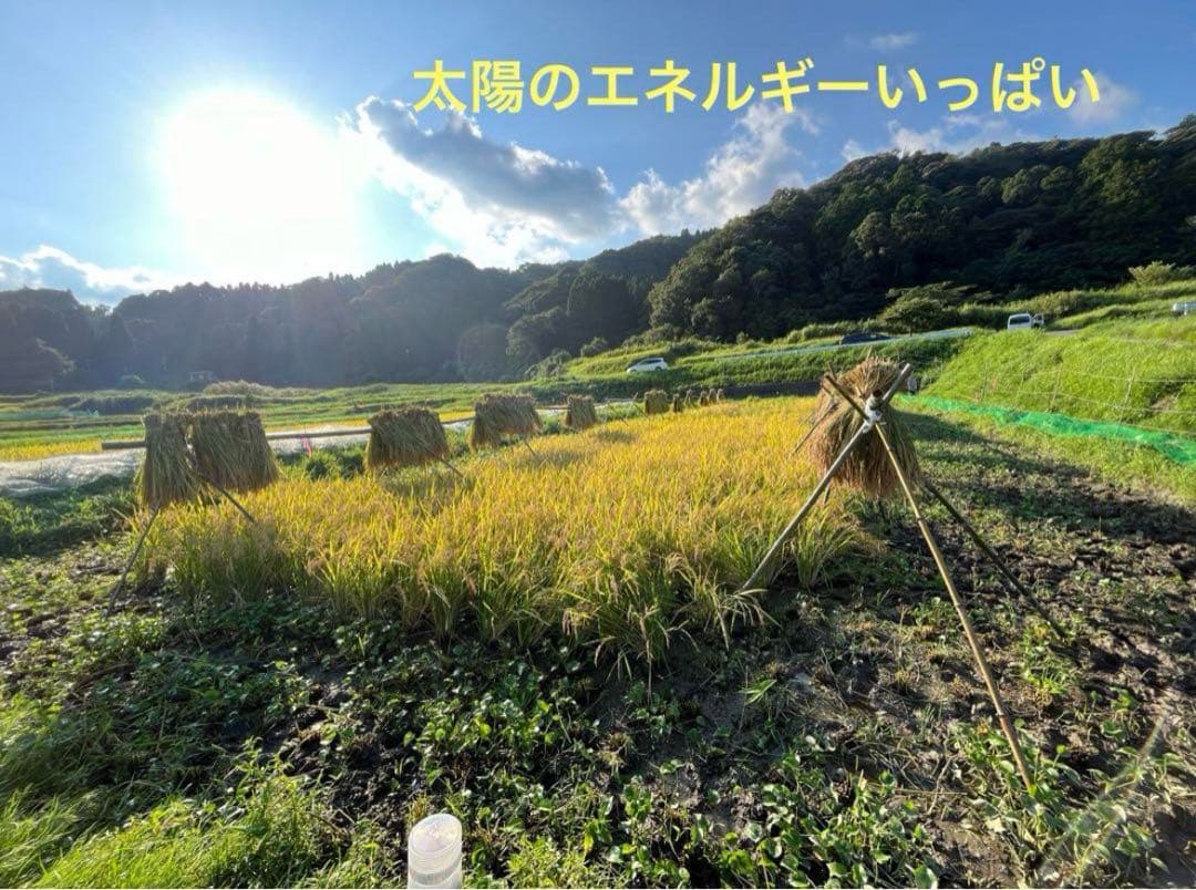 2025年収穫 無肥料　農薬不使用　カット稲わら 発送最大180〜200サイズ