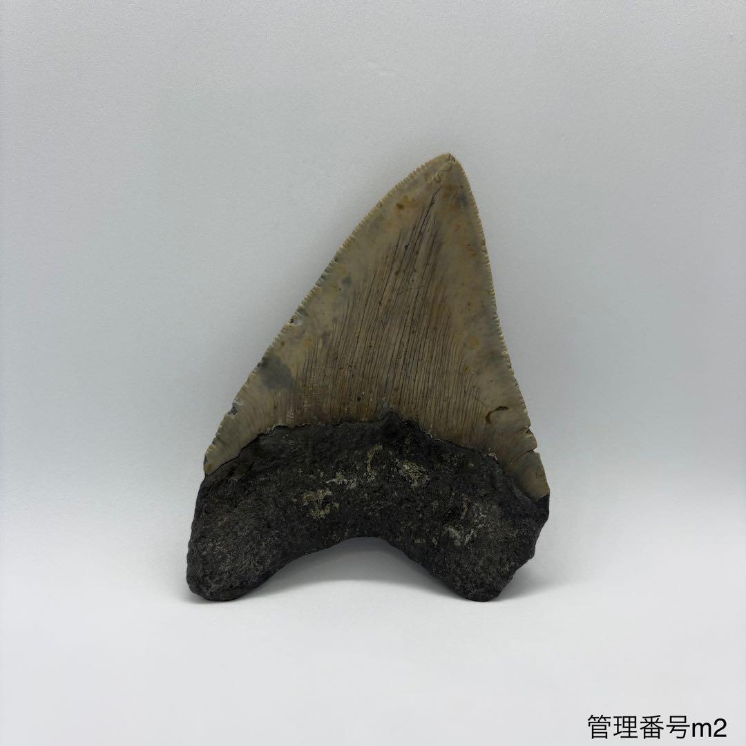 本物　メガロドンの歯　化石　サメ　10cm アメリカ合衆国