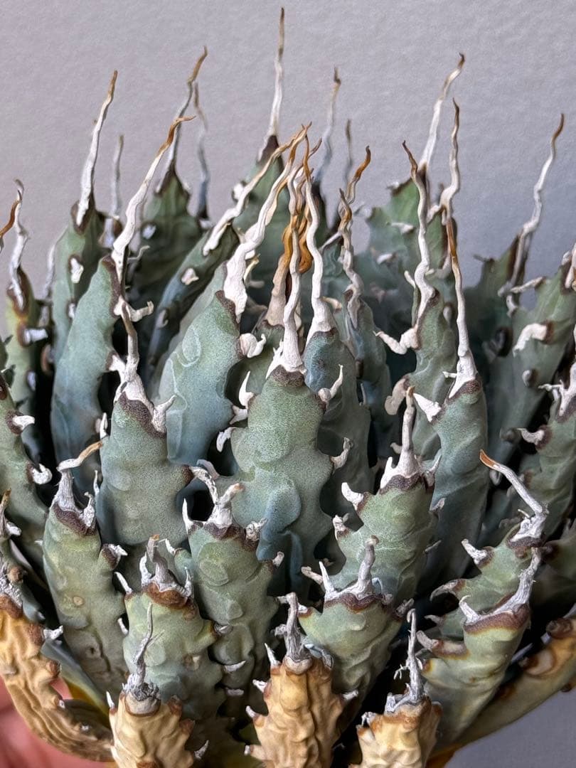 アガベ　ユタエンシス　エボリスピナ　陽炎