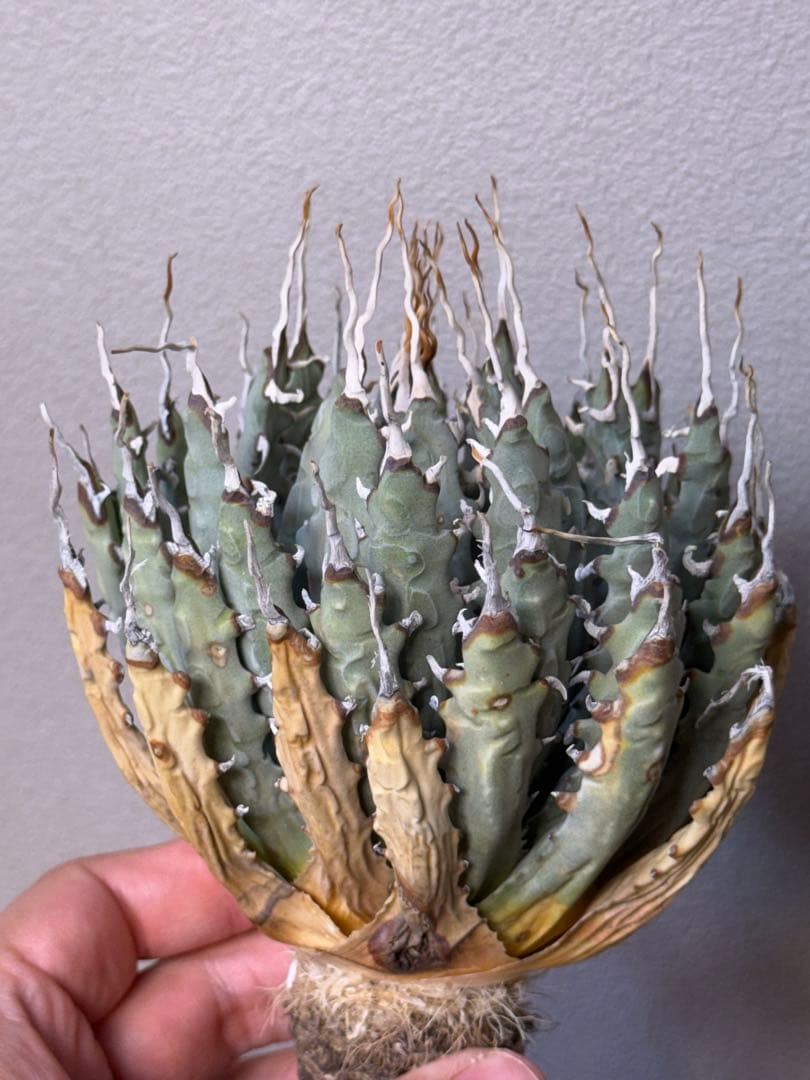 アガベ　ユタエンシス　エボリスピナ　陽炎