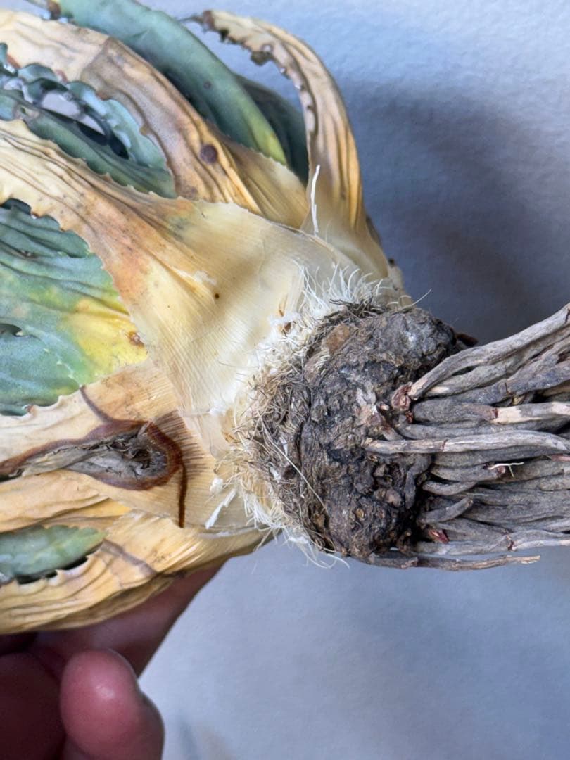 アガベ　ユタエンシス　エボリスピナ　陽炎