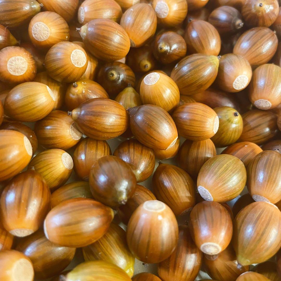 どんぐり 10000個 12月採取 水洗い 煮沸処理 陰干し 砲弾型 即日発送