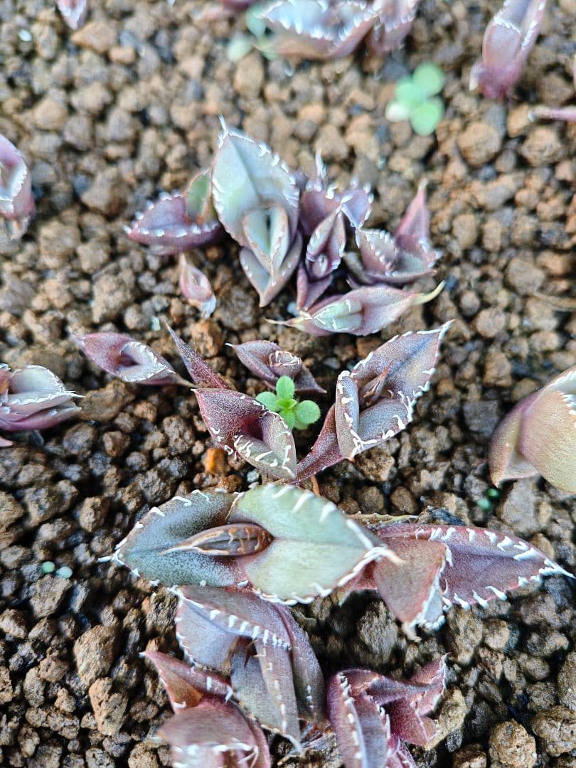 アガベ　オテロイ　チタノタ　特選トレー全て　500粒播種　良ロット