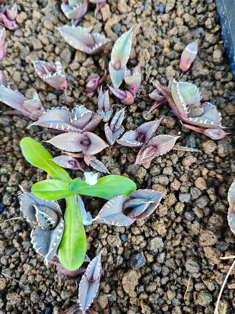 アガベ　オテロイ　チタノタ　特選トレー全て　500粒播種　良ロット