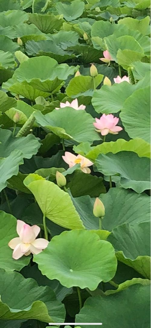 ハスの種 1000粒（200個✖️5袋）、100個訳あり品（キズ、汚れ等）おまけ付